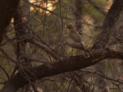 White-eyed buzzard in Panna National Park, India