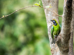 Golden-fronted leafbird in India