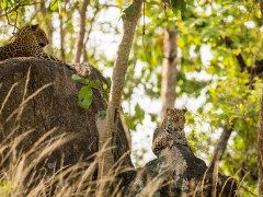 Leopard in India