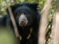 Sloth bear in India
