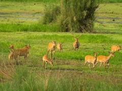Barasingha in India