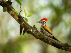 Himalayan flameback in India
