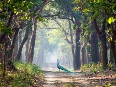 Peafowl in India