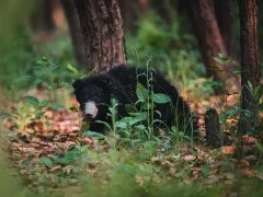 Sloth bear in India