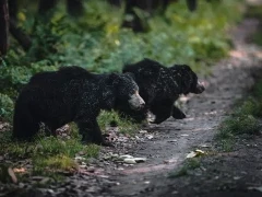 Sloth bears in India