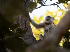 Terai langur in India.