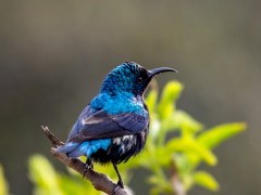 Purple sunbird in India
