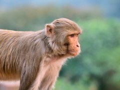 Rhesus macaque in India