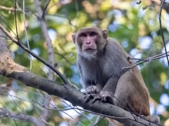 Rhesus macaque in India