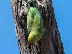 Rose-ringed parakeet in India.