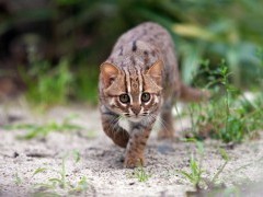 Rusty-spotted cat