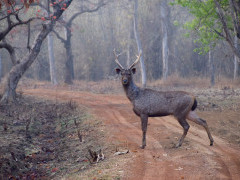 Sambar deer in India.