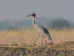Sarus crane in India