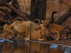 Asiatic lion in Sasan Gir National Park, India.