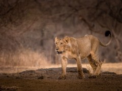 Asiatic lion in India