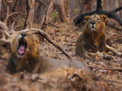 Asiatic lion in Sasan Gir National Park, India.