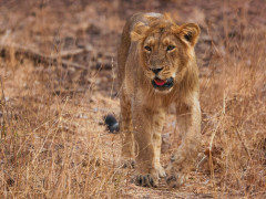 Asiatic lion in Sasan Gir National Park, India.