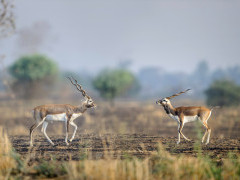 Blackbuck in Madhya Pradesh, India.