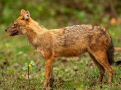 Dhole in Madhya Pradesh, India
