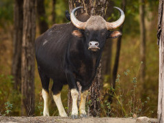 Gaur in Madhya Pradesh, India