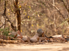 Indian grey mongoose in Madhya Pradesh, India