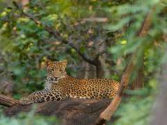 Leopard in Madhya Pradesh, India.