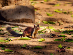 Malabar giant squirrel in Madhya Pradesh, India