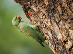 Ring-necked parakeet in Madhya Pradesh, India.