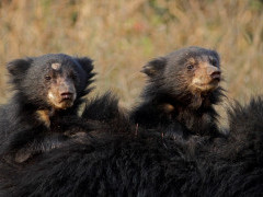 Sloth bear in Madhya Pradesh, India.