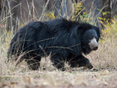 Sloth bear in Madhya Pradesh, India.