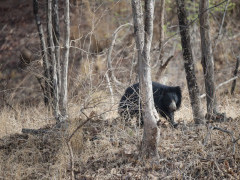 Sloth bear in Madhya Pradesh, India.
