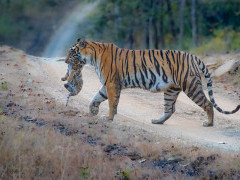 Tiger and cub in Madhya Pradesh, India.