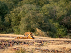 Tiger in Madhya Pradesh, India
