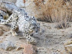 Snow leopard in Ulley Valley, India.