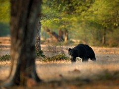 Sloth bear