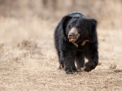 Sloth bear in India