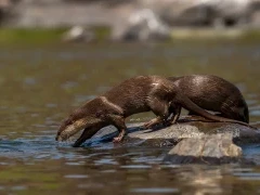 Smooth-coated otter in India