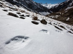 Pawprints in Ulley Valley, India.