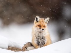 Red fox in Ulley Valley, India.