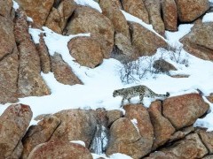 Snow leopard in Ulley Valley, India.