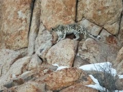 Snow leopard in Ulley Valley, India.