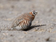 Tibetan partridge in Ulley Valley, India.