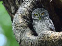 Spotted owlet in India