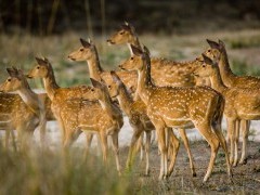 Spotted deer in Bandhavgarh National Park, India.