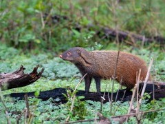 Stripe-necked mongoose in India