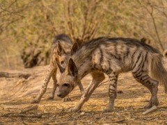 Striped hyena in India