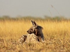 Striped hyena in Gujarat state, India