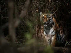 Tiger in India