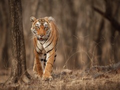 Tiger in India