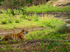A Bengal tiger in Kanha National Park.